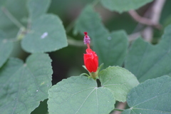 Malvaviscus arboreus var. penduliflorus